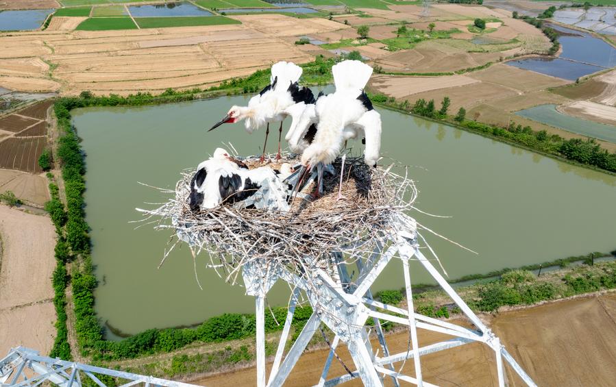 GLOBALink: Konstruksi Proyek Ditunda demi Perlindungan Bangau Putih Oriental di Provinsi Anhui, China Timur -Image-4