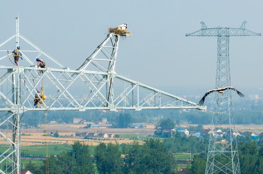 GLOBALink: Konstruksi Proyek Ditunda demi Perlindungan Bangau Putih Oriental di Provinsi Anhui, China Timur -Image-5