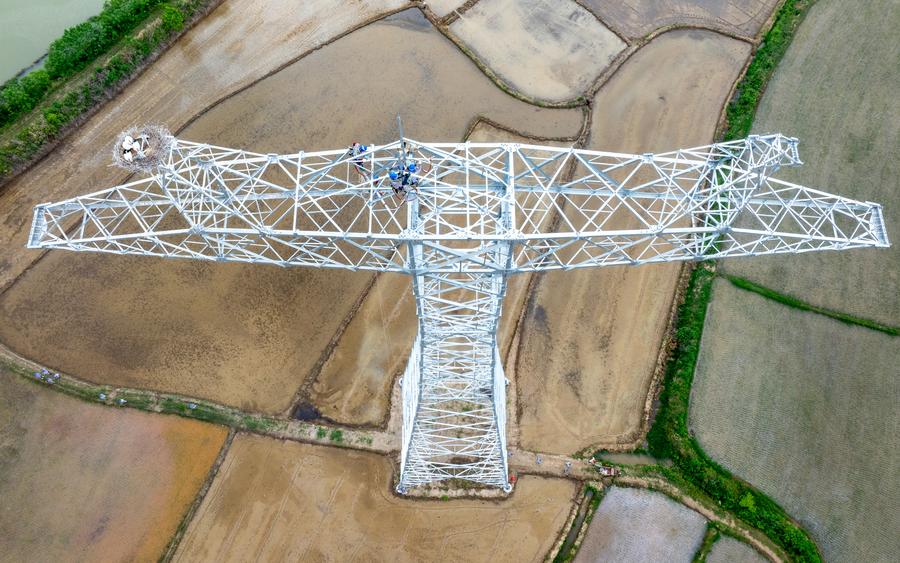 GLOBALink: Konstruksi Proyek Ditunda demi Perlindungan Bangau Putih Oriental di Provinsi Anhui, China Timur -Image-6