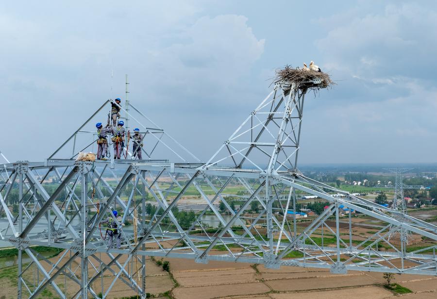 GLOBALink: Konstruksi Proyek Ditunda demi Perlindungan Bangau Putih Oriental di Provinsi Anhui, China Timur -Image-7