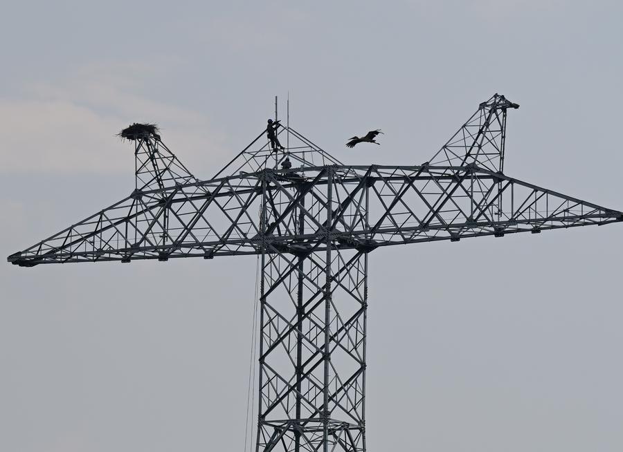 GLOBALink: Konstruksi Proyek Ditunda demi Perlindungan Bangau Putih Oriental di Provinsi Anhui, China Timur -Image-8