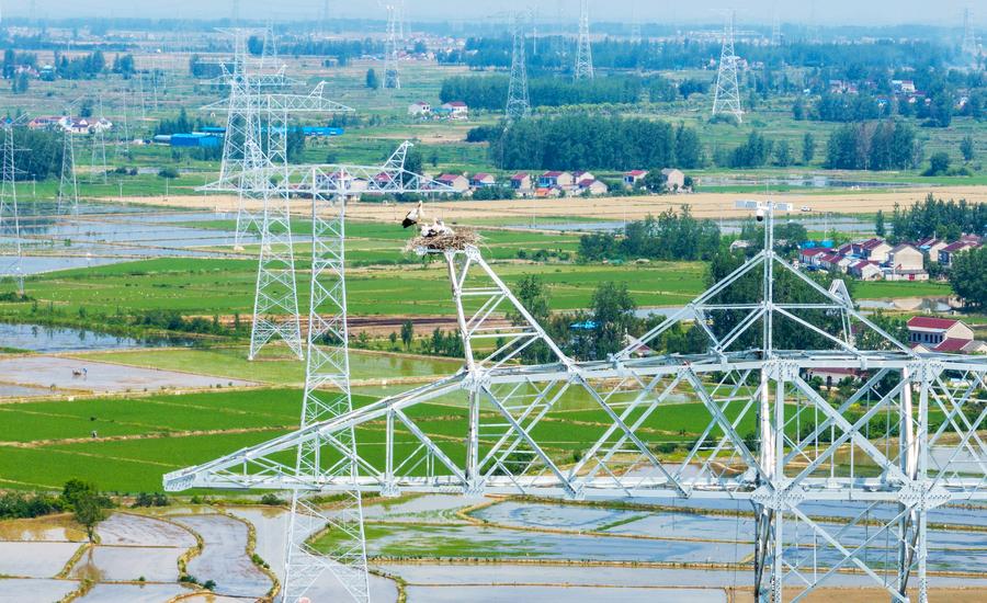 GLOBALink: Konstruksi Proyek Ditunda demi Perlindungan Bangau Putih Oriental di Provinsi Anhui, China Timur -Image-9