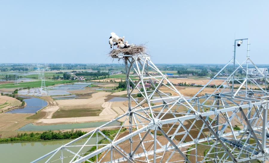 GLOBALink: Konstruksi Proyek Ditunda demi Perlindungan Bangau Putih Oriental di Provinsi Anhui, China Timur -Image-10