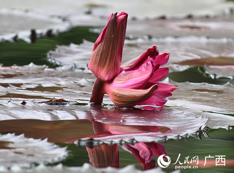 Bunga Teratai Langka Putik Kembar Ditemukan di Guangxi, China-Image-1
