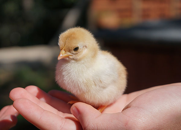 Shio Ayam 4 Juni 2025: Hari ini miliki rezeki yang lancar-Image-1 Shio Ayam 4 Juni 2025: Hari ini miliki rezeki yang lancar-Image-1