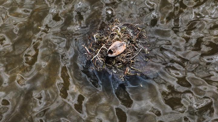 Menilik Keragaman Burung Penghuni Cagar Alam Nasional Longbao Qinghai, China-Image-2