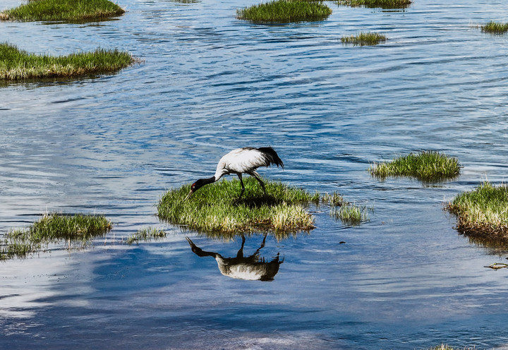 Menilik Keragaman Burung Penghuni Cagar Alam Nasional Longbao Qinghai, China-Image-3