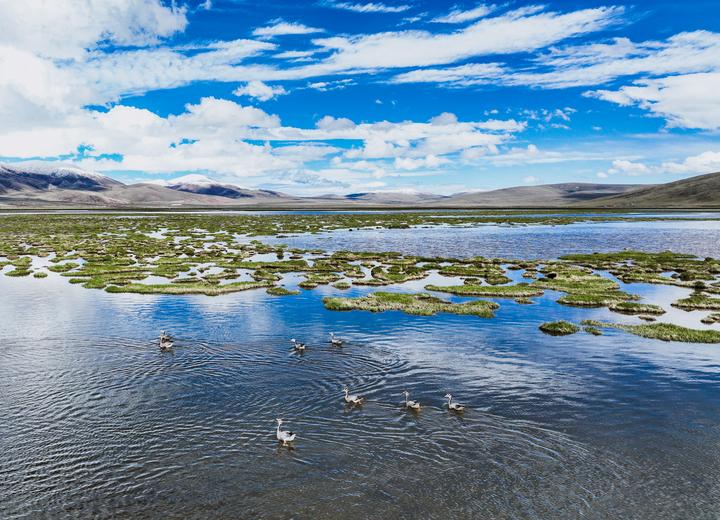 Menilik Keragaman Burung Penghuni Cagar Alam Nasional Longbao Qinghai, China-Image-4
