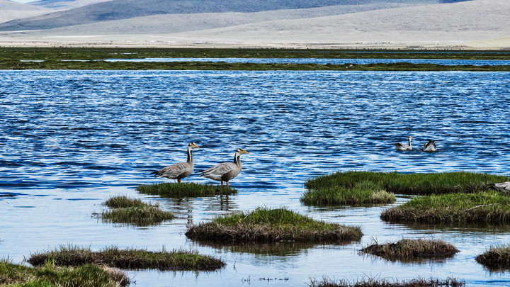 Menilik Keragaman Burung Penghuni Cagar Alam Nasional Longbao Qinghai, China-Image-5
