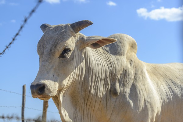 Shio Sapi 12 Juni 2025: Hari ini menjadi sangat luar biasa-Image-1