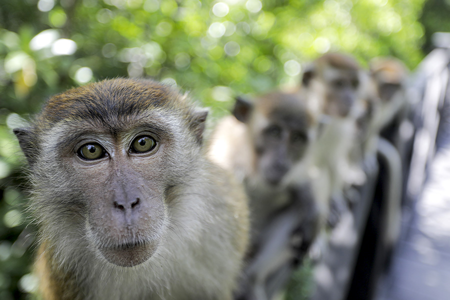 Shio Monyet 21 Juni 2025: Hari ini penuh energi-Image-1