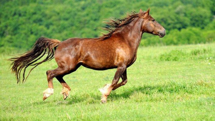 Shio Kuda 17 Juni 2025: Hari ini cenderung keras kepala dan terlalu percaya diri, sehingga mudah buat kesalahan-Image-1