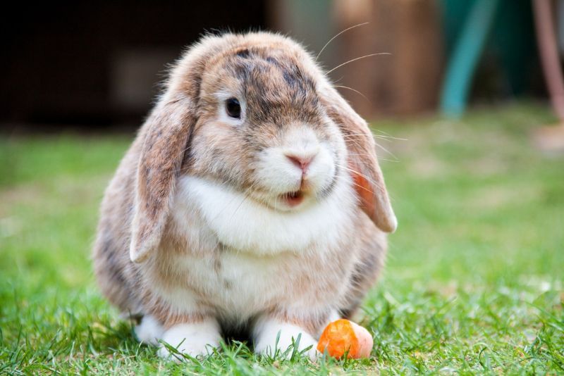 Shio Kelinci 24 Juni 2025: Alami tekanan besar hari ini-Image-1