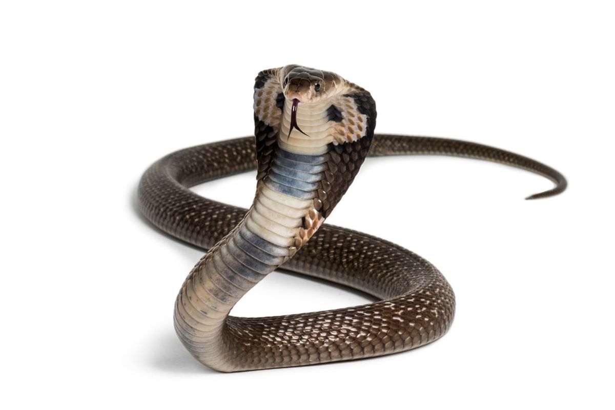 Shio Ular 25 Juni 2025: Penuh dengan aura perkembangan positif-Image-1