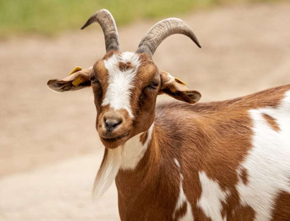 Shio Kambing 4 Juli 2025: Hari ini kamu harus andalkan diri sendiri-Image-1 Shio Kambing 4 Juli 2025: Hari ini kamu harus andalkan diri sendiri-Image-1