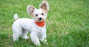 Shio Anjing 8 Juli 2025: Ceria sepanjang hari, penuh semangat dan antusias-Image-1 Shio Anjing 8 Juli 2025: Ceria sepanjang hari, penuh semangat dan antusias-Image-1