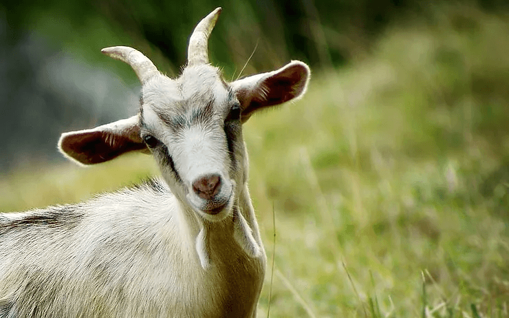 Shio Kambing 12 Juli 2025: Orang yang hari ini sangat beruntung-Image-1 Shio Kambing 12 Juli 2025: Orang yang hari ini sangat beruntung-Image-1
