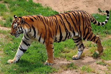 Shio Harimau 29 Juli 2025: Hari yang penuh keberuntungan-Image-1 Shio Harimau 29 Juli 2025: Hari yang penuh keberuntungan-Image-1