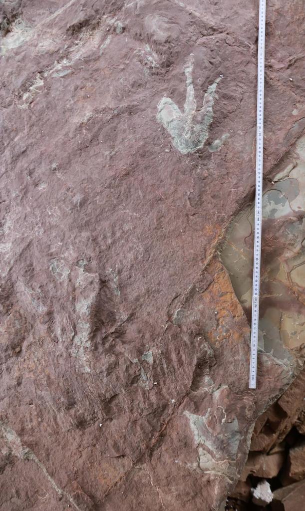 Penemuan Jejak Kaki Dinosaurus Ungkap Msteri Dunia Kuno Tiongkok-Image-1