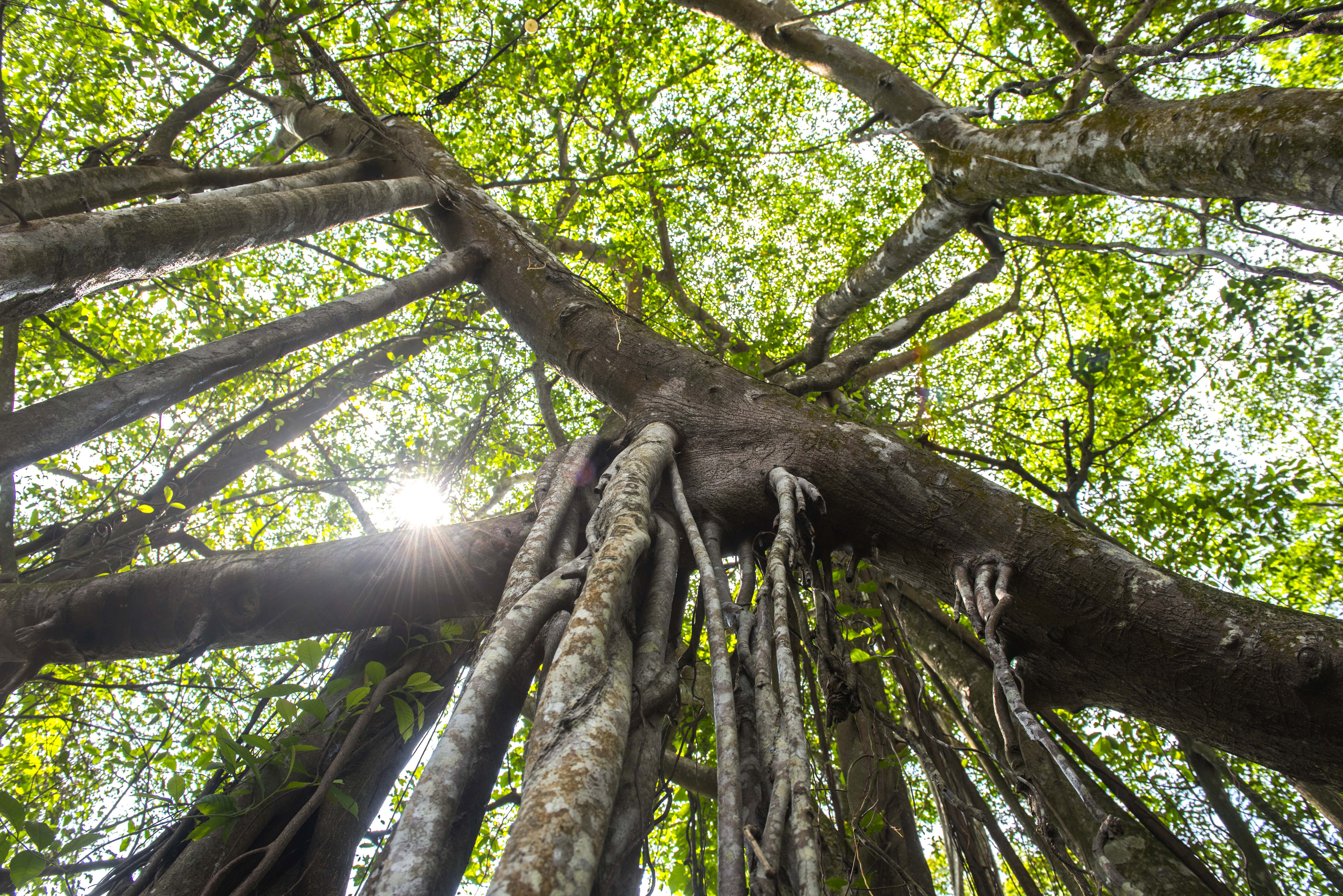Legenda Pulau Kemaro sebagai Simbol Harmoni dan Budaya Tionghoa di Sumatra Selatan-Image-3 Legenda Pulau Kemaro sebagai Simbol Harmoni dan Budaya Tionghoa di Sumatra Selatan-Image-3