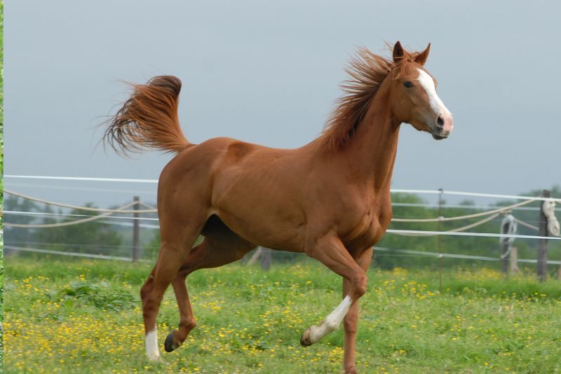 Shio Kuda 15 Agustus 2025: Hari ini adalah hari yang penuh keberuntungan-Image-1