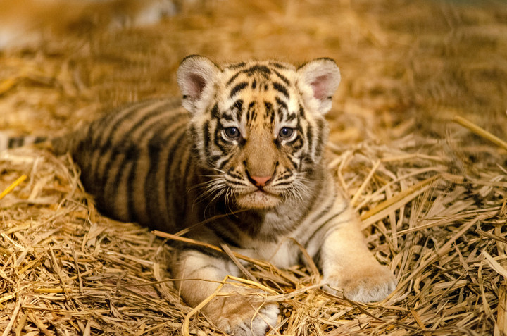 Dua Bayi Harimau Benggala di Lahir di Tengah Konflik Manajemen Bandung Zoo-Image-1 Dua Bayi Harimau Benggala di Lahir di Tengah Konflik Manajemen Bandung Zoo-Image-1