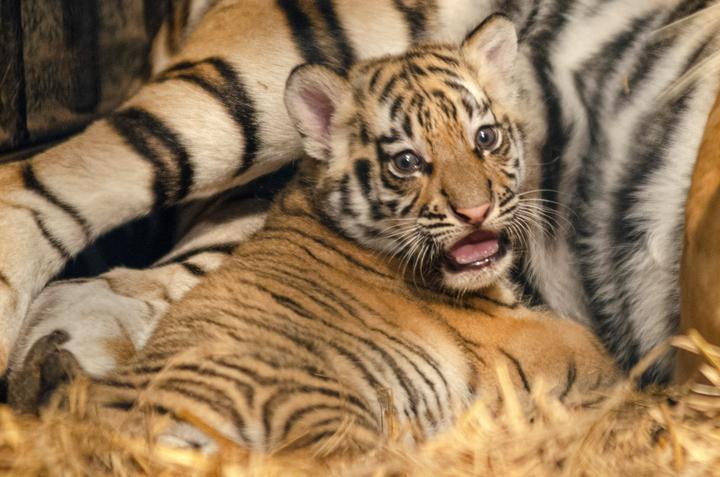Dua Bayi Harimau Benggala di Lahir di Tengah Konflik Manajemen Bandung Zoo-Image-2 Dua Bayi Harimau Benggala di Lahir di Tengah Konflik Manajemen Bandung Zoo-Image-2