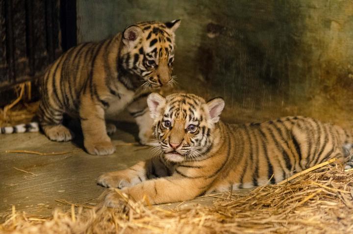 Dua Bayi Harimau Benggala di Lahir di Tengah Konflik Manajemen Bandung Zoo-Image-3 Dua Bayi Harimau Benggala di Lahir di Tengah Konflik Manajemen Bandung Zoo-Image-3