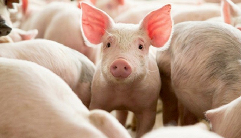 Shio Babi 25 Agustus 2025: Hari yang sangat baik bagi kamu-Image-1