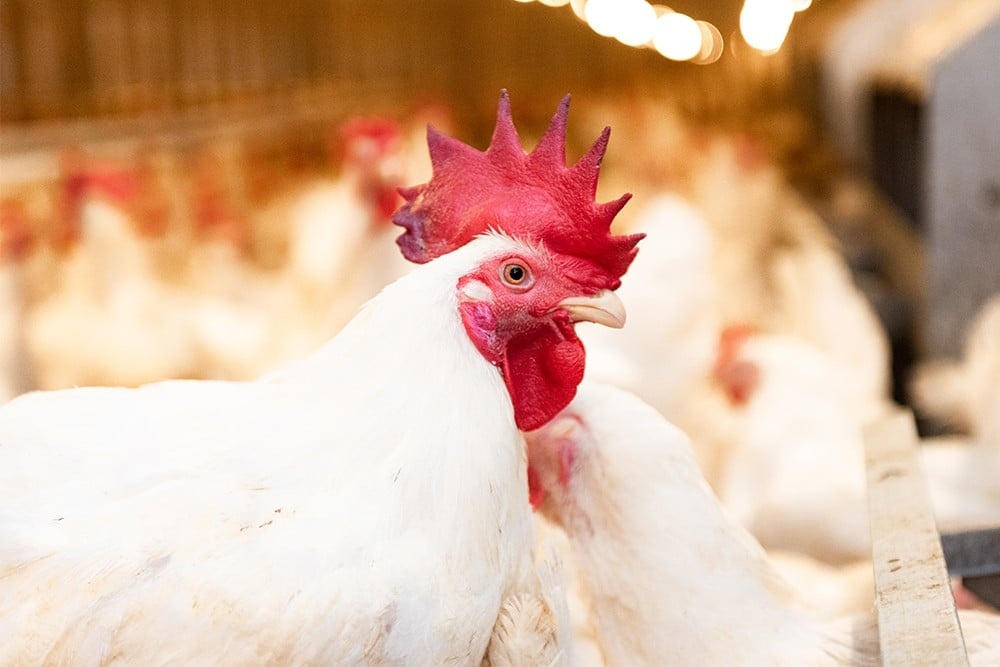 Shio Ayam 5 September 2025: Sangat percaya diri hari ini, pikiran tajam dan kreatif-Image-1