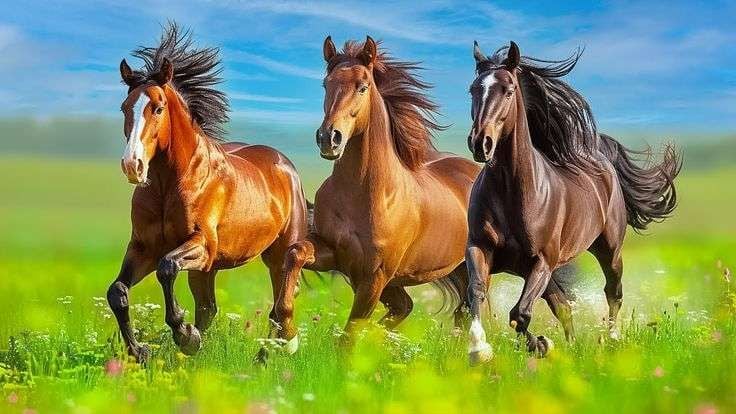 Shio Kuda 18 September 2025: Hari yang luar biasa-Image-1