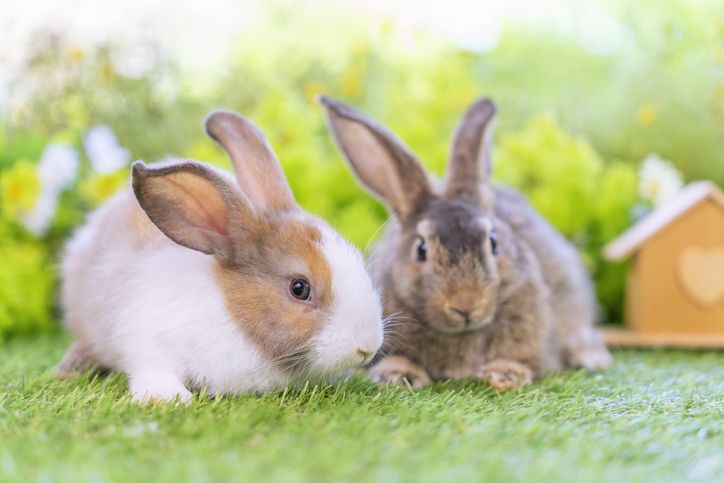 Shio Kelinci 26 September 2025: Hari ini sangat cerdas dan pandai berbicara-Image-1