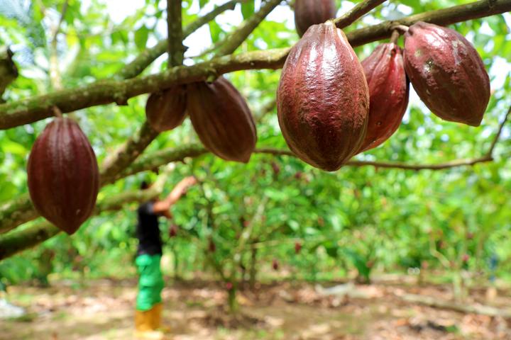 Menilik Proses Pengolahan Kakao di Tengah Penguatan Hilirisasi Komoditas Perkebunan di Indonesia-Image-1