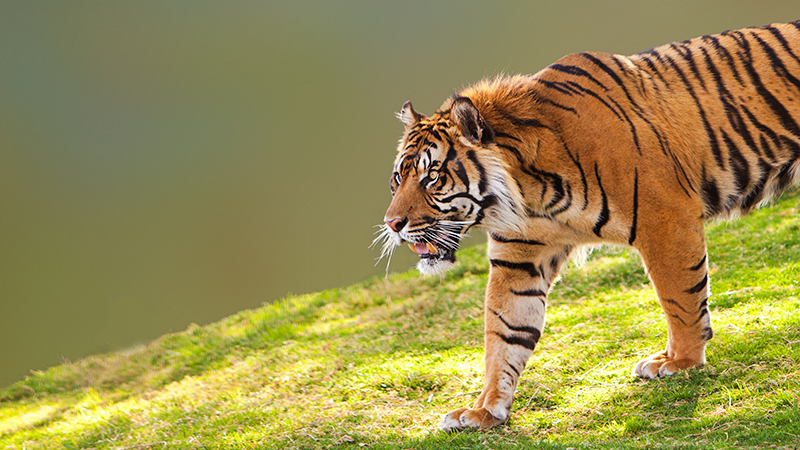 Shio Harimau 27 September 2025: Hari ini, pemilik shio ini tampak cerah ceria-Image-1 Shio Harimau 27 September 2025: Hari ini, pemilik shio ini tampak cerah ceria-Image-1