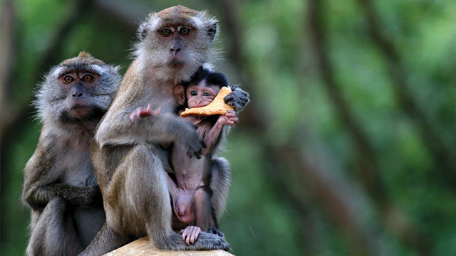 Shio Monyet 28 September 2025: Hari yang penuh keceriaan-Image-1