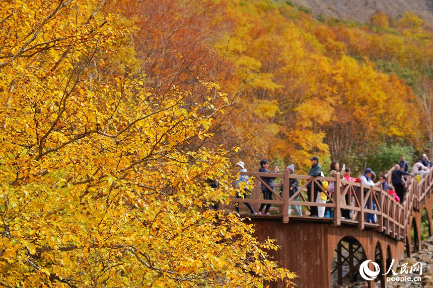 Potret : Panorama Emas Musim Gugur Menyelimuti Gunung Changbai di Jilin-Image-2 Potret : Panorama Emas Musim Gugur Menyelimuti Gunung Changbai di Jilin-Image-2