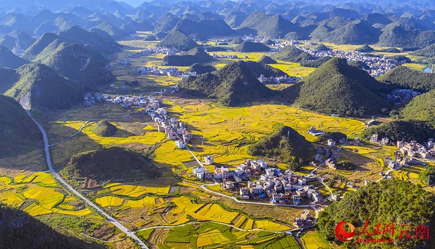 Musim Panen Padi Tiba, Sawah Yunnan Berubah Jadi Lautan Emas-Image-1