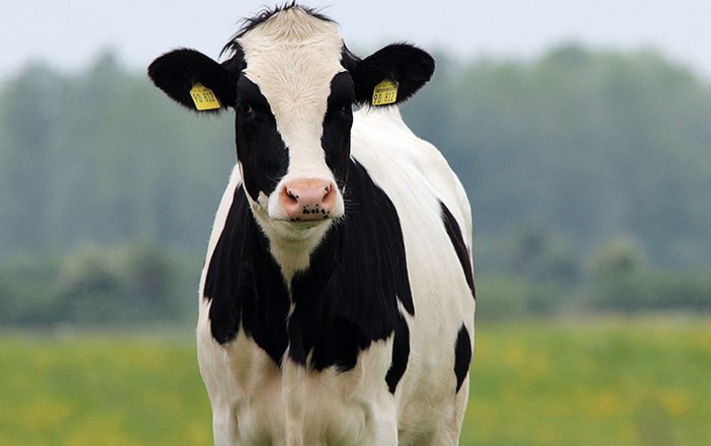 Shio Sapi 7 Oktober 2025: Kondisi hari ini sedang dinaungi keberuntungan-Image-1