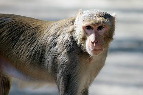 Shio Monyet 10 Oktober 2025: Hari yang penuh hal baik bagi kamu-Image-1