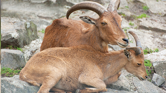 Shio Kambing 11 Oktober 2025: berisiko dijebak orang atau mengalami kejadian tak menyenangkan-Image-1 Shio Kambing 11 Oktober 2025: berisiko dijebak orang atau mengalami kejadian tak menyenangkan-Image-1