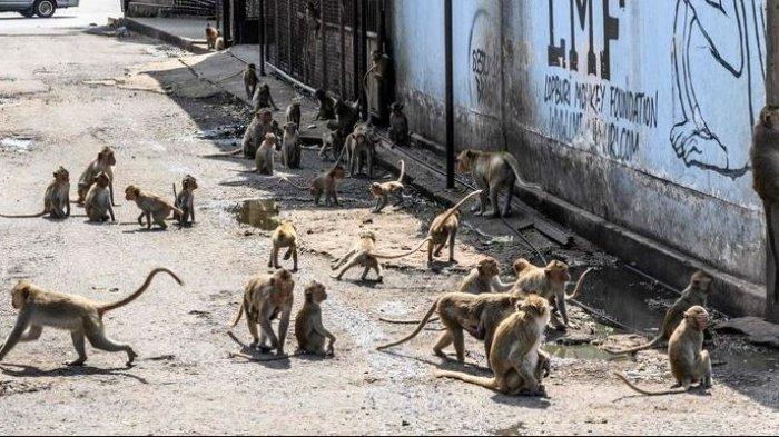 Shio Monyet 15 Oktober 2025: Hari yang menyenangkan bagi Anda-Image-1 Shio Monyet 15 Oktober 2025: Hari yang menyenangkan bagi Anda-Image-1