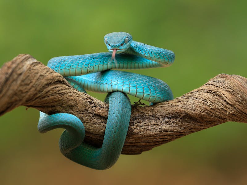 Shio Ular 16 Oktober 2025: Orang ini punya kesempatan untuk menunjukkan diri-Image-1