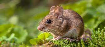 Shio Tikus 18 Oktober 2025: Hari penuh keberuntungan-Image-1