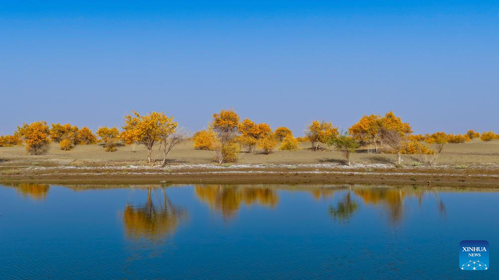 Potret : Hutan Populus Euphratica di Xinjiang, Tiongkok-Image-6