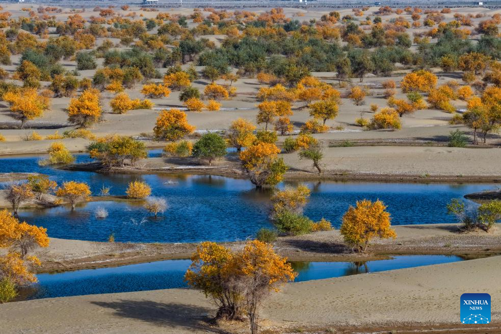 Potret : Hutan Populus Euphratica di Xinjiang, Tiongkok-Image-2