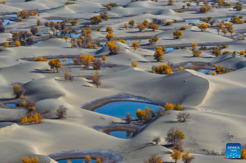 Potret : Hutan Populus Euphratica di Xinjiang, Tiongkok-Image-12