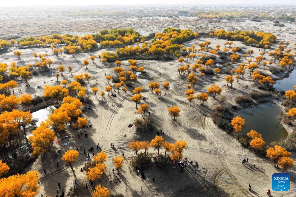 Potret : Hutan Populus Euphratica di Xinjiang, Tiongkok-Image-3