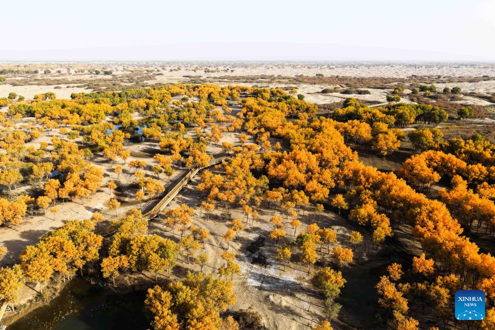 Potret : Hutan Populus Euphratica di Xinjiang, Tiongkok-Image-5