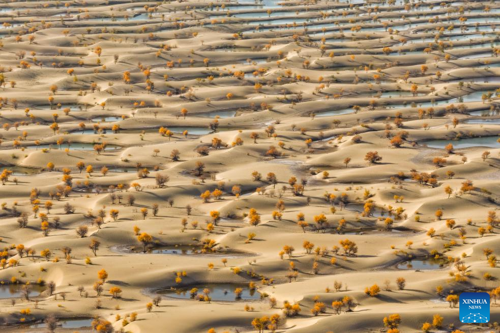 Potret : Hutan Populus Euphratica di Xinjiang, Tiongkok-Image-10