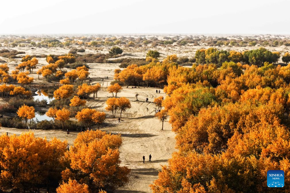 Potret : Hutan Populus Euphratica di Xinjiang, Tiongkok-Image-7